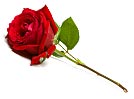 Single Rose